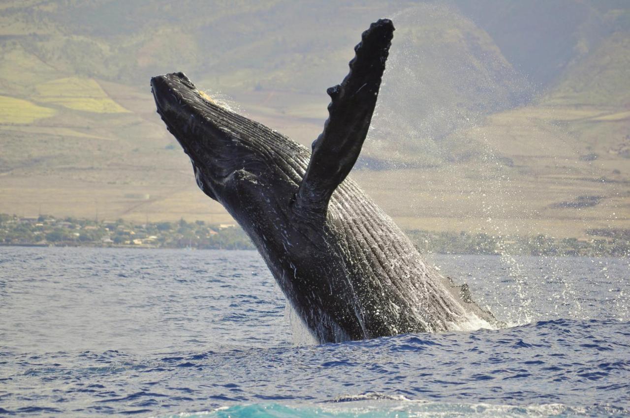 Honua Kai 322 Villa Lahaina Buitenkant foto
